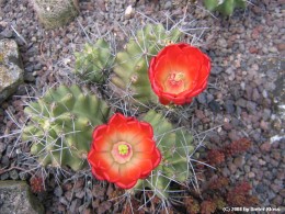 Echinocereus triglochidiatus     